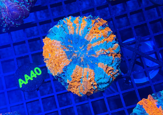 Rainbow acantho