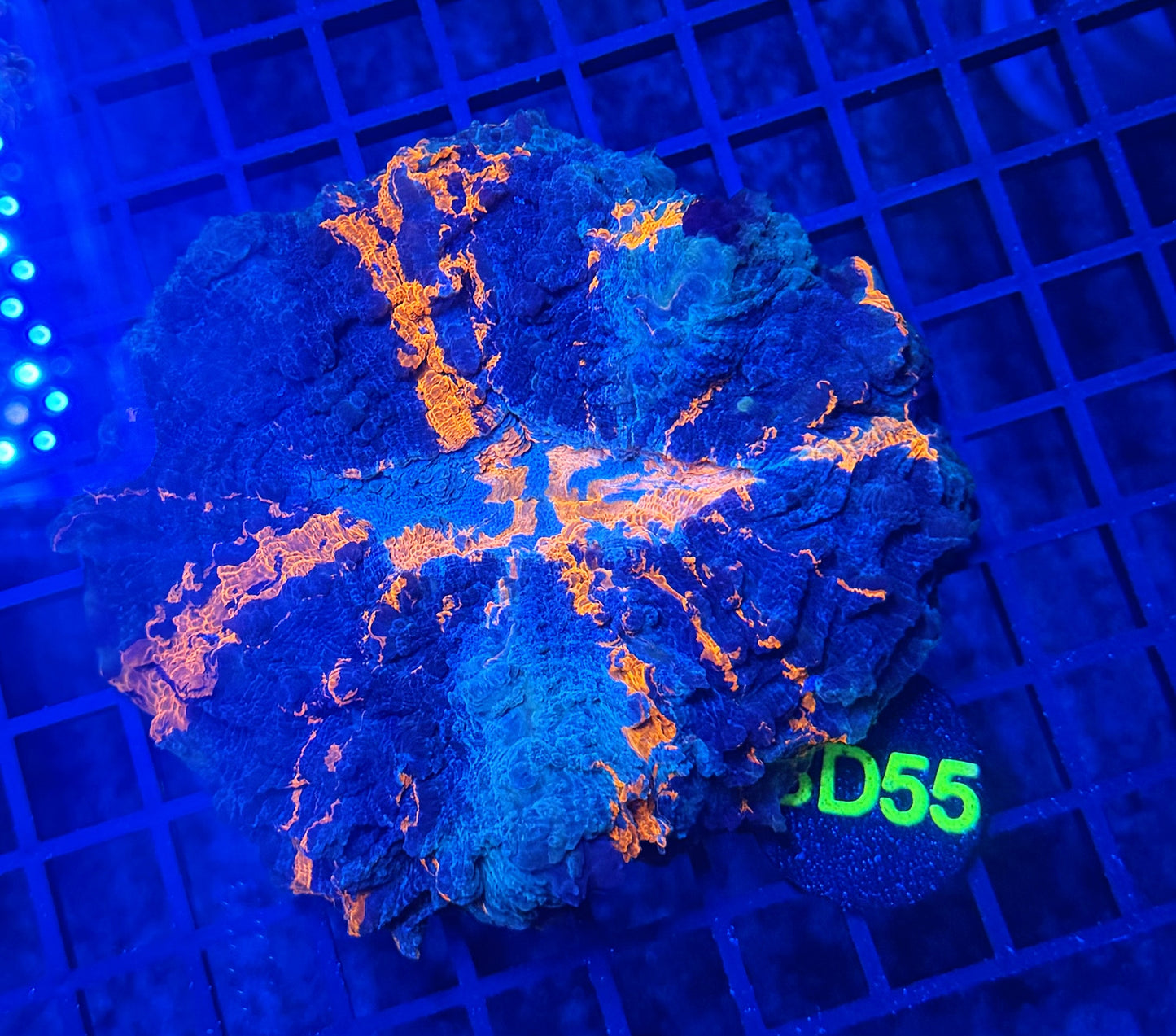Rainbow acantho