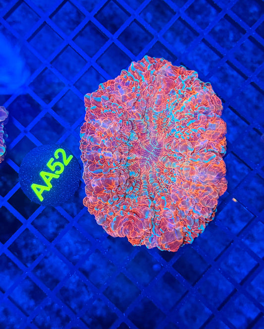 Rainbow acantho