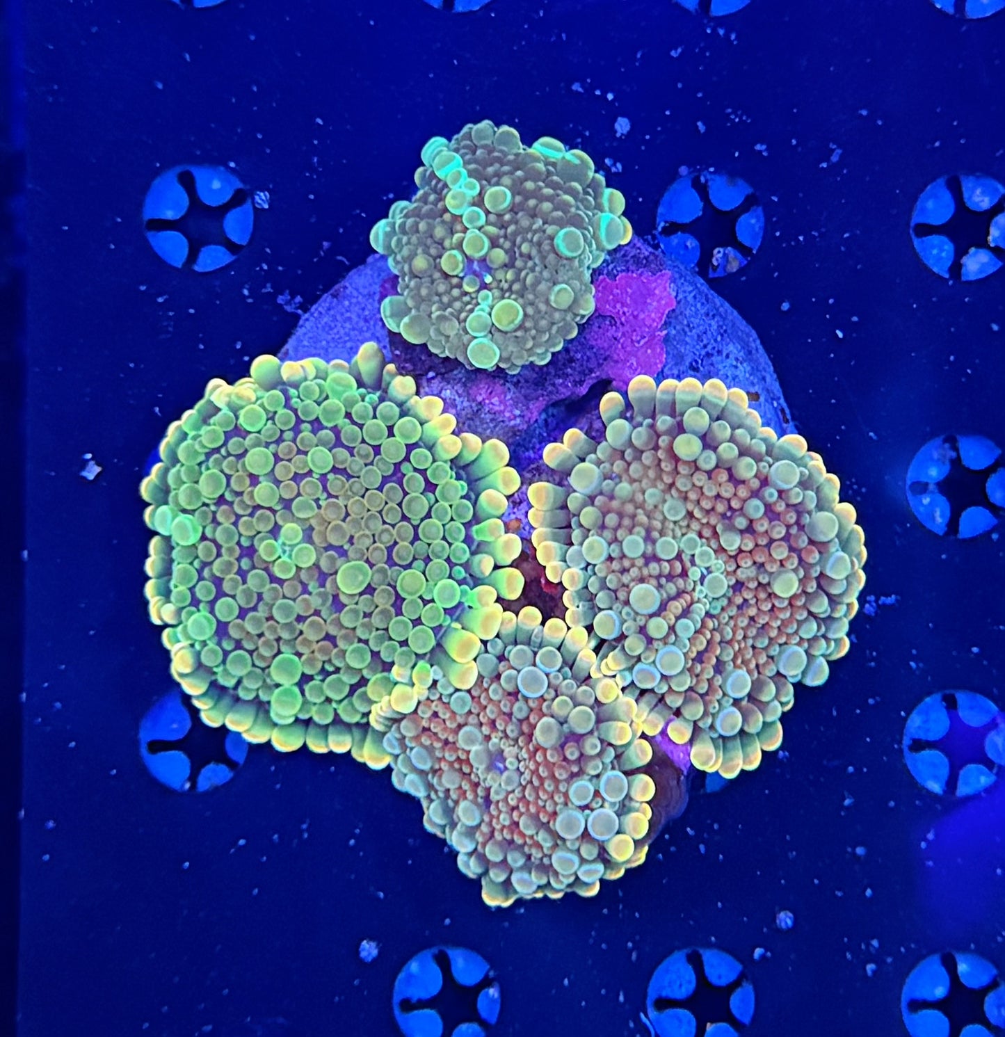 Malay bounce mushroom x 4