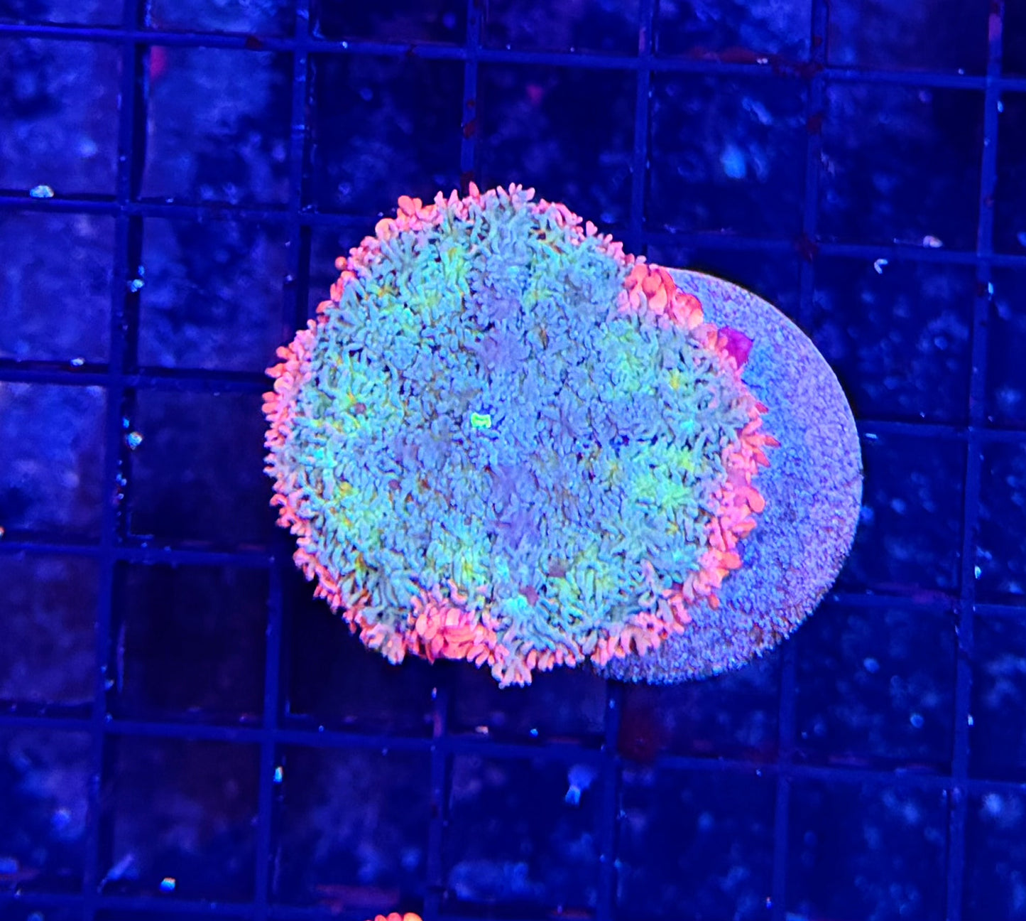 Rainbow Frankie L-XL