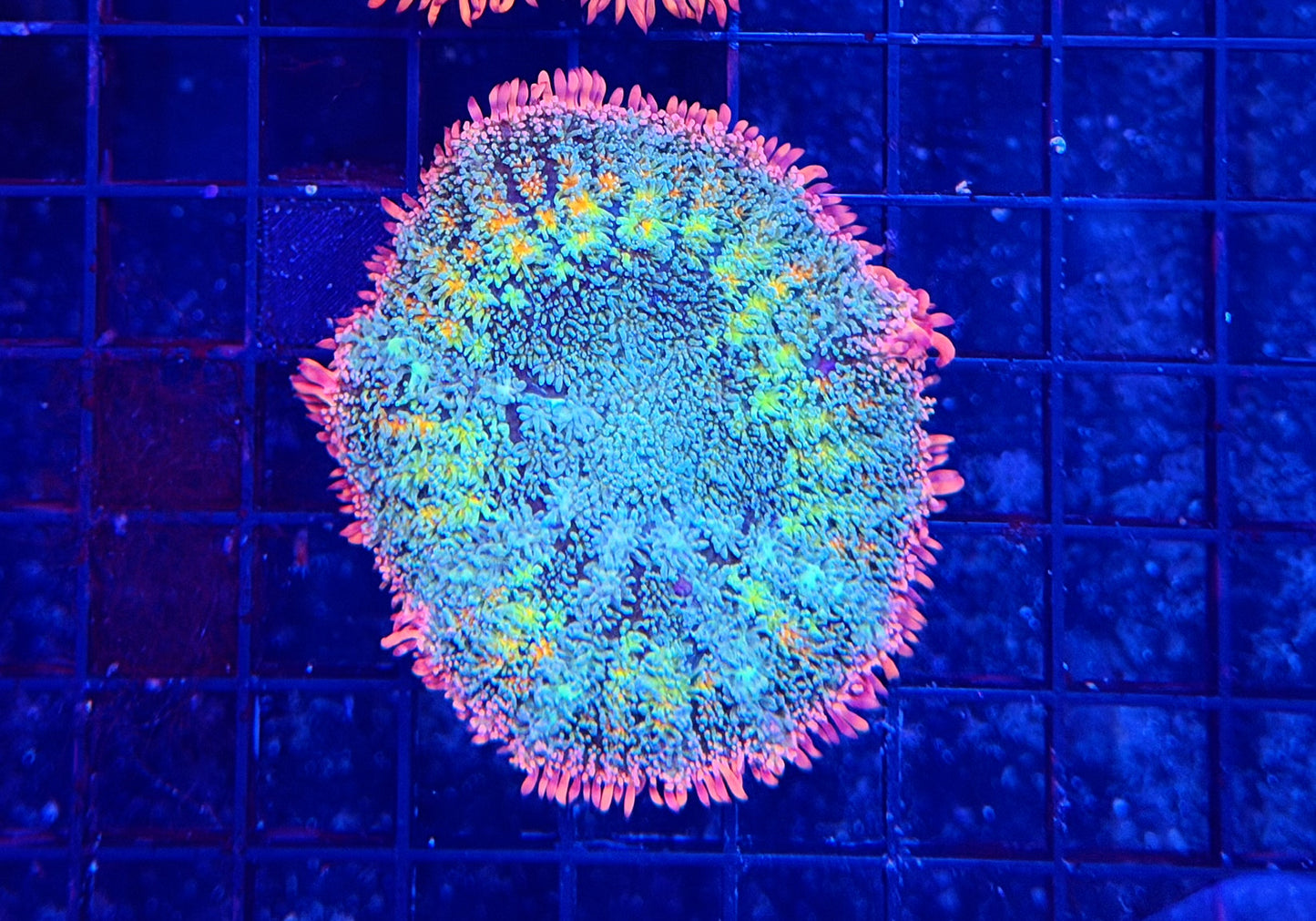 Rainbow Frankie L-XL