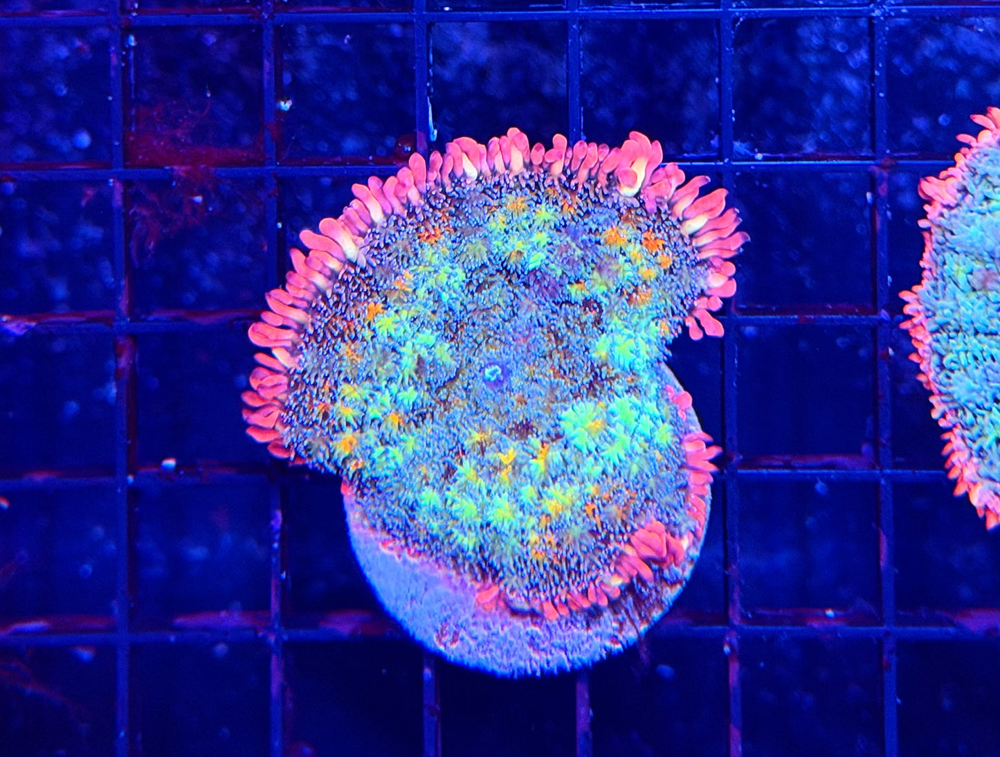 Rainbow Frankie L-XL