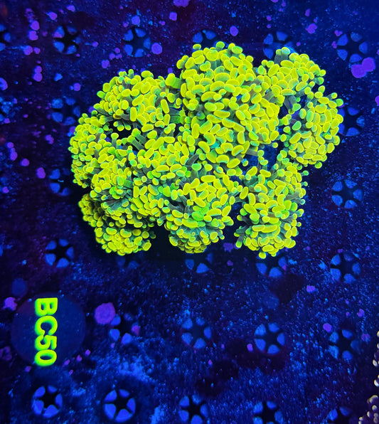 Willy wonka colony XL