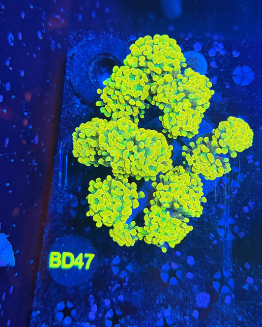 Willy wonka colony XL