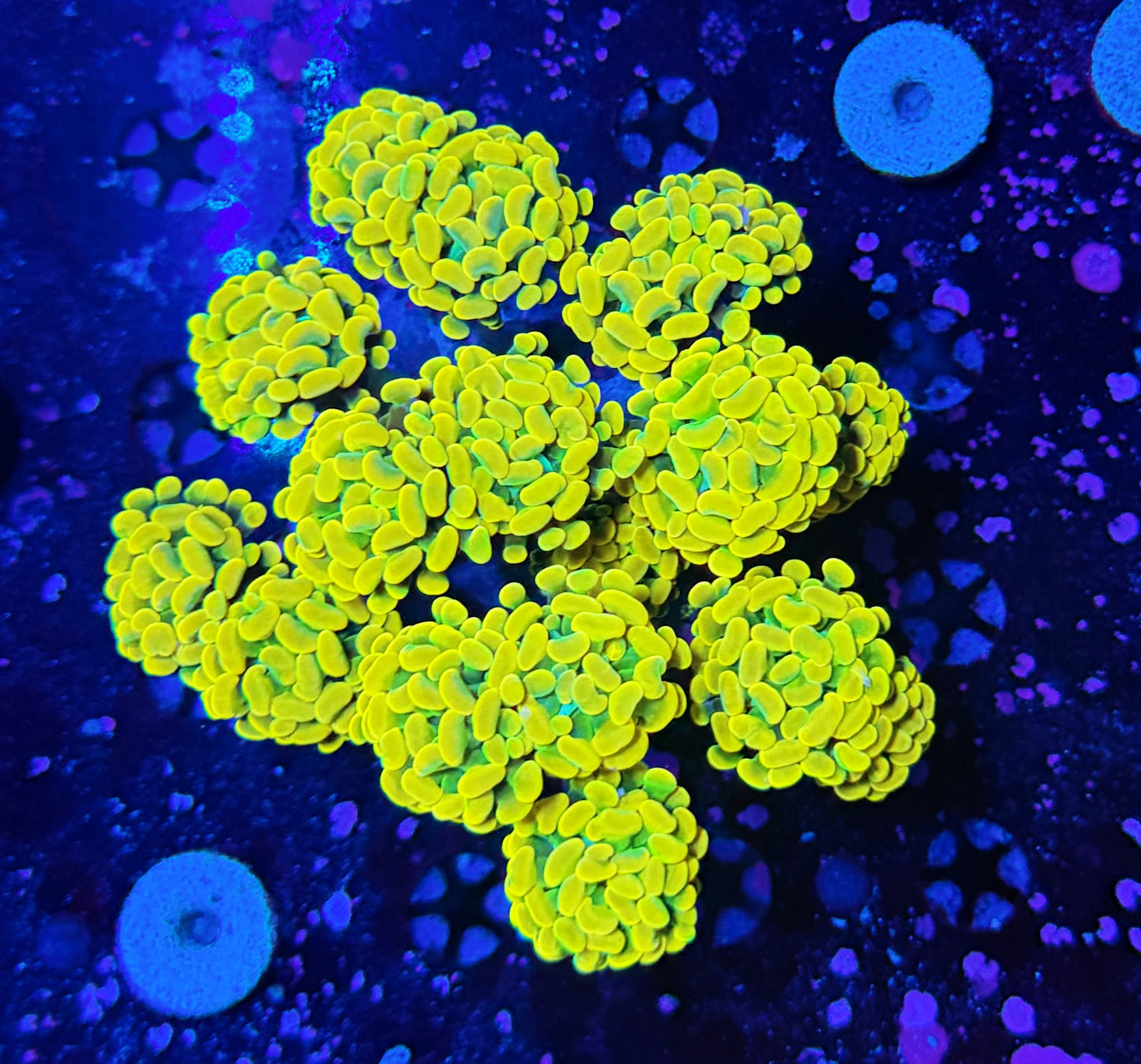 Willy wonka colony XL
