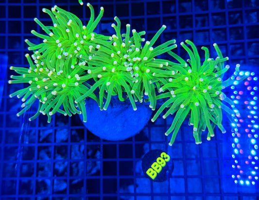 Malay cotton candy colony