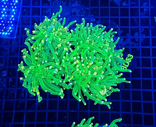 Malay cotton candy colony