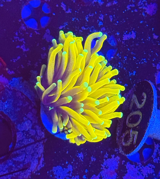 Malaysia banana torch
