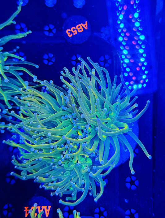 Malay Hg colony 3 heads