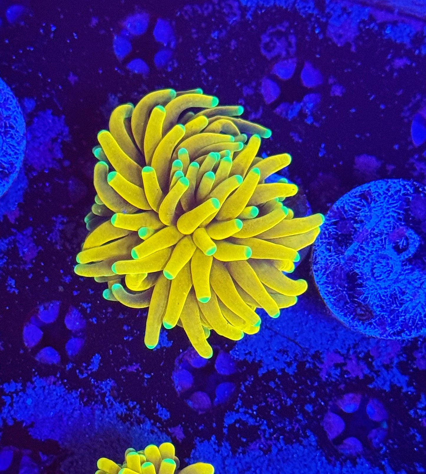 Malaysia banana torch