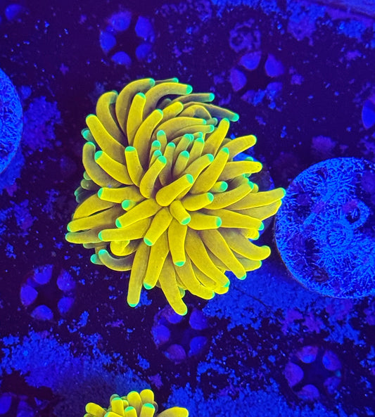 Malaysia banana torch