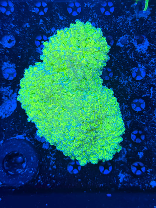 Malay thin noodle colony
