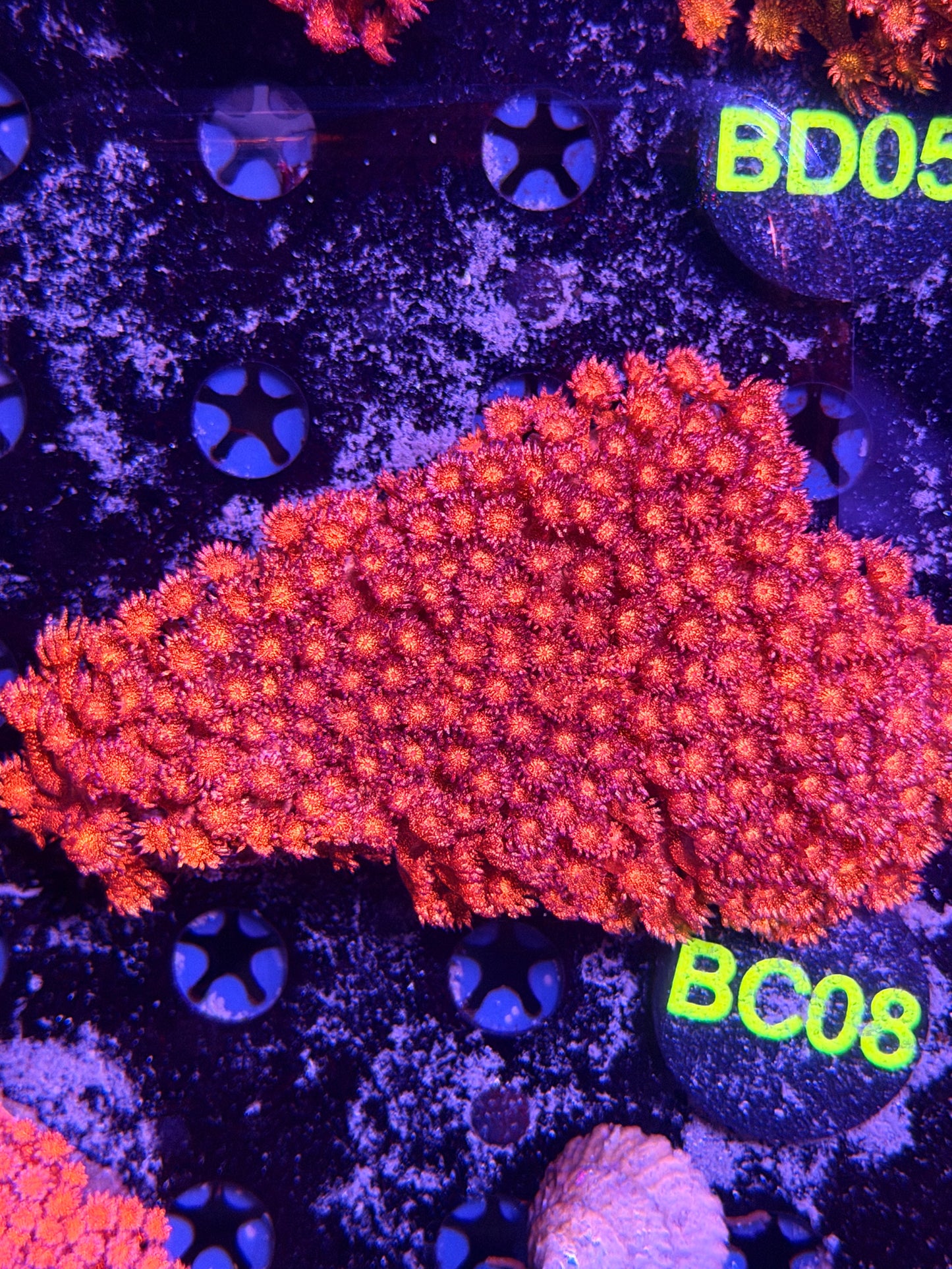 Red glitter XL