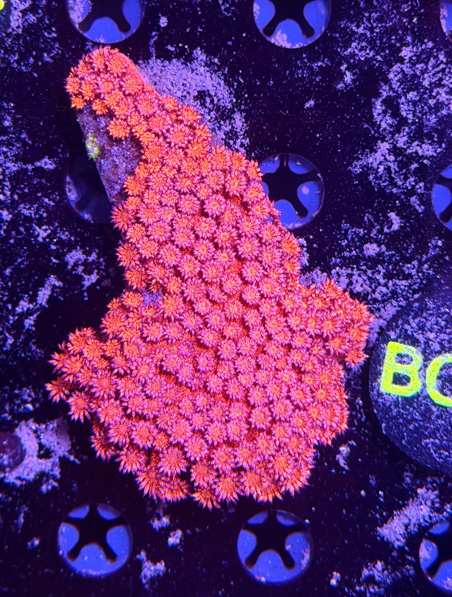 Red glitter Colony M