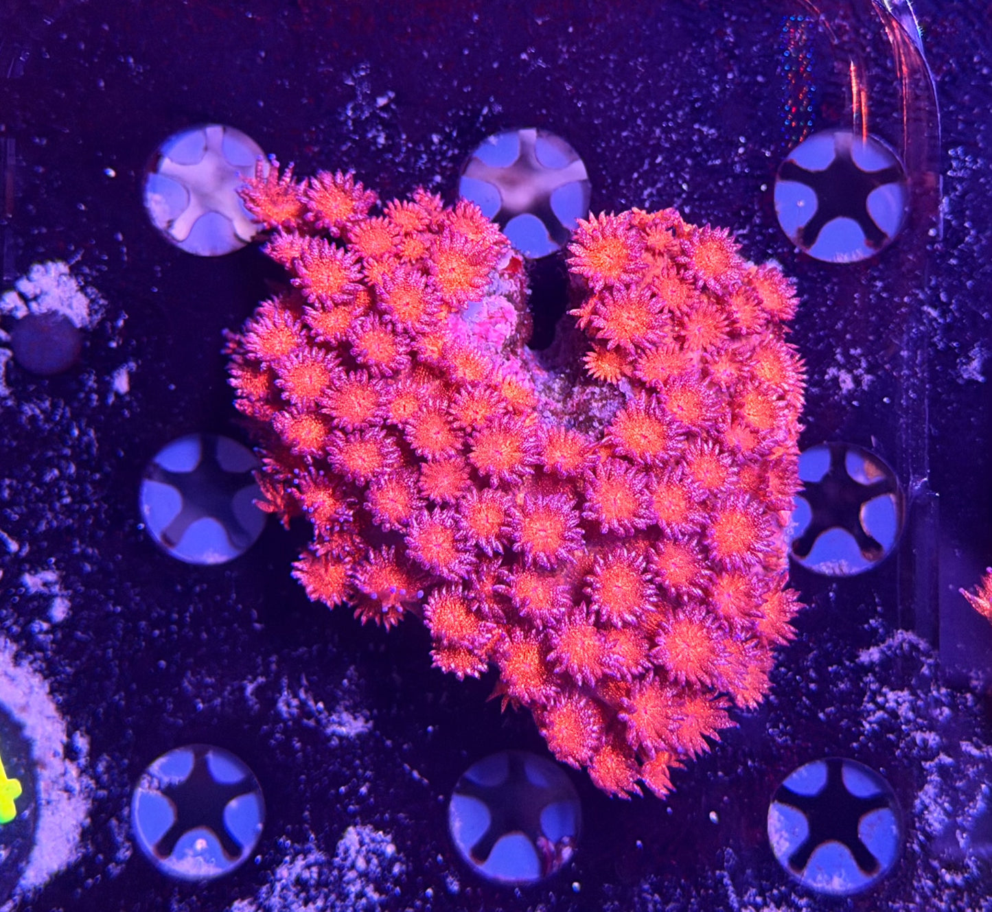 Red glitter Goni S-M