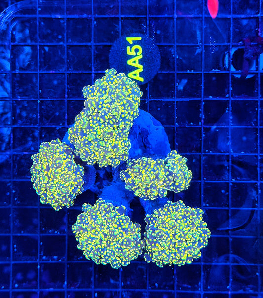 Frogspawn colony