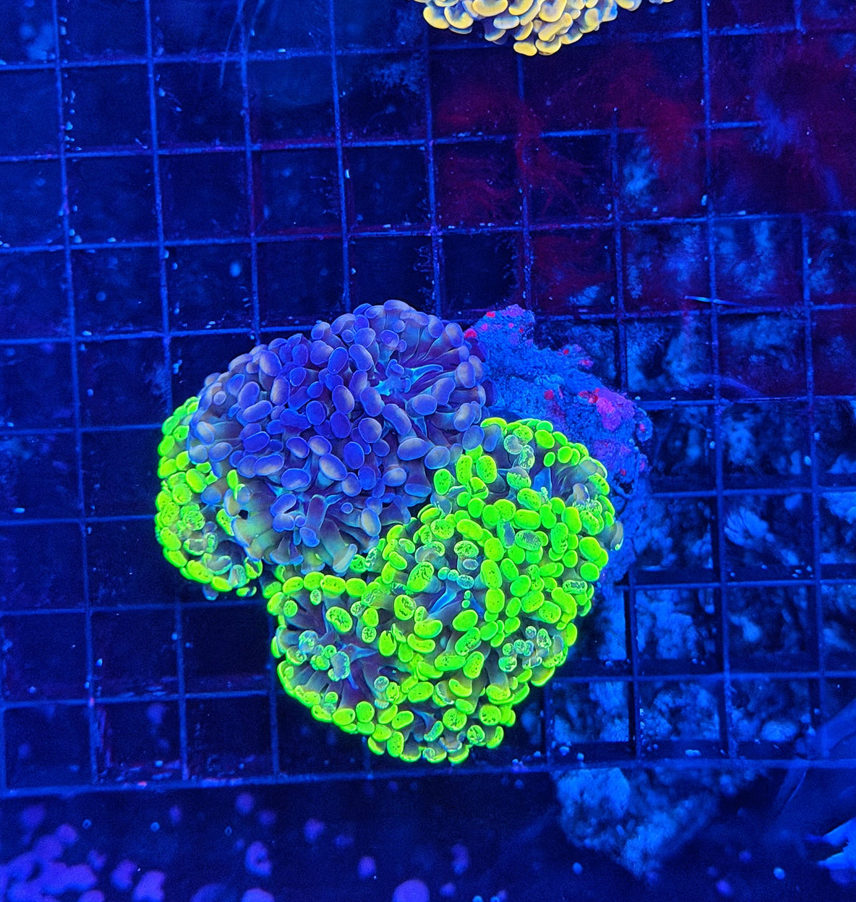 Rainbow splatter hammer colony