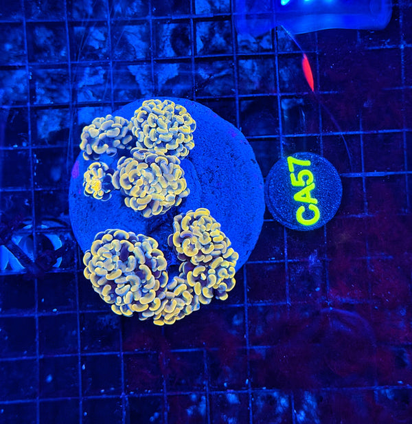 Rainbow hammer colony