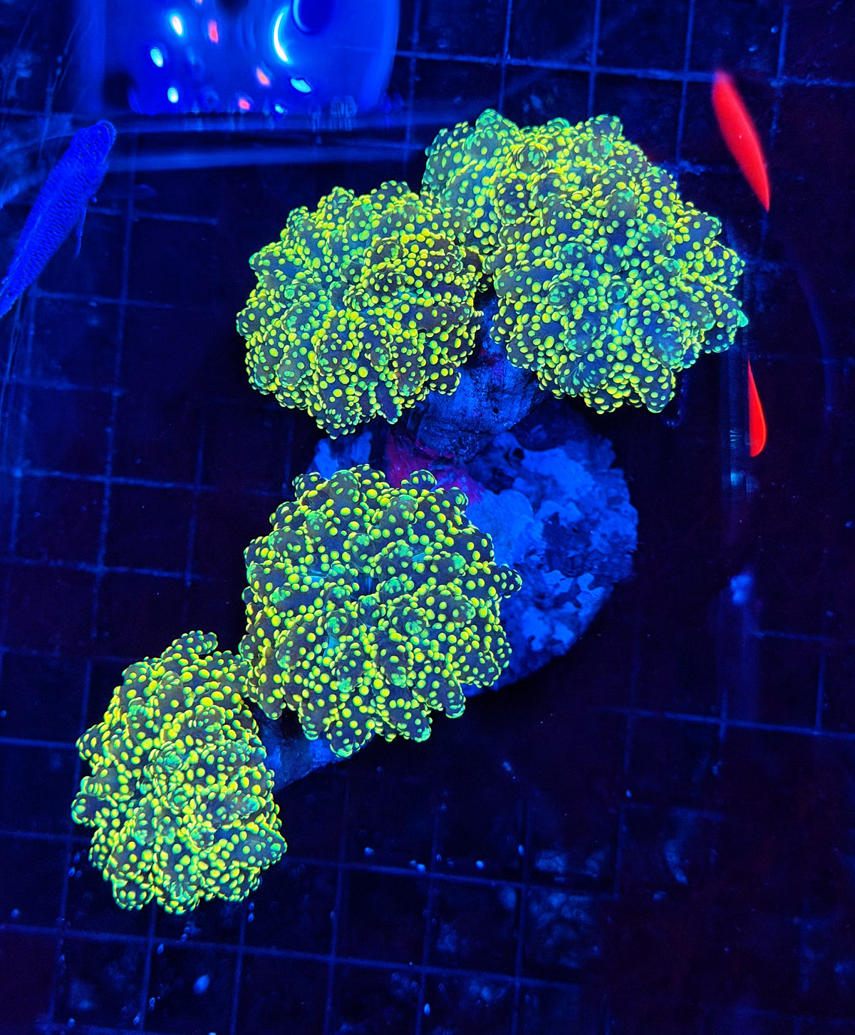 Frogspawn colony