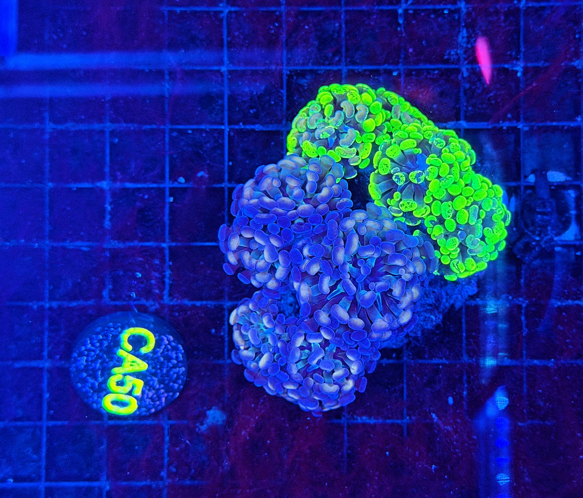 Rainbow splatter hammer colony