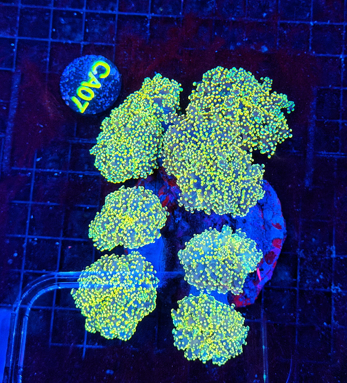 Frogspawn colony