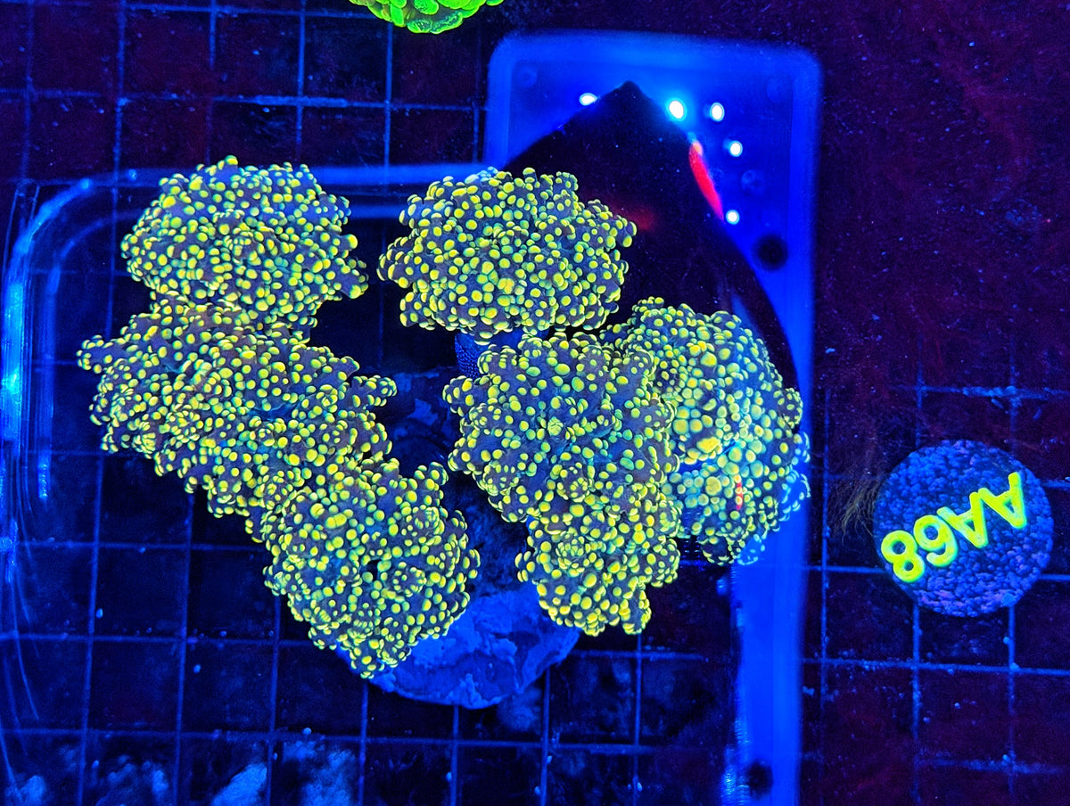 Frogspawn colony