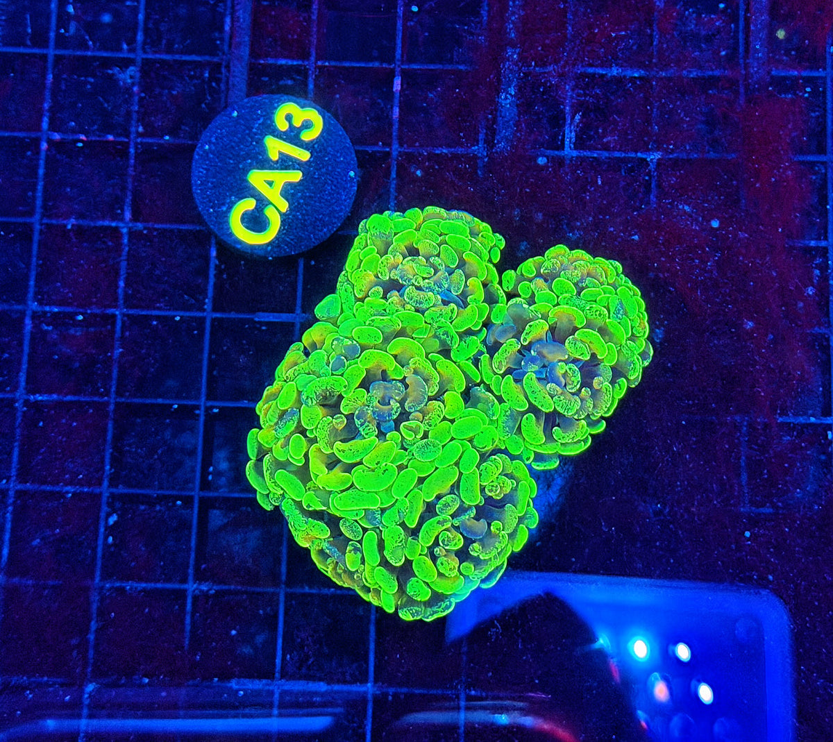 Rainbow splatter hammer colony