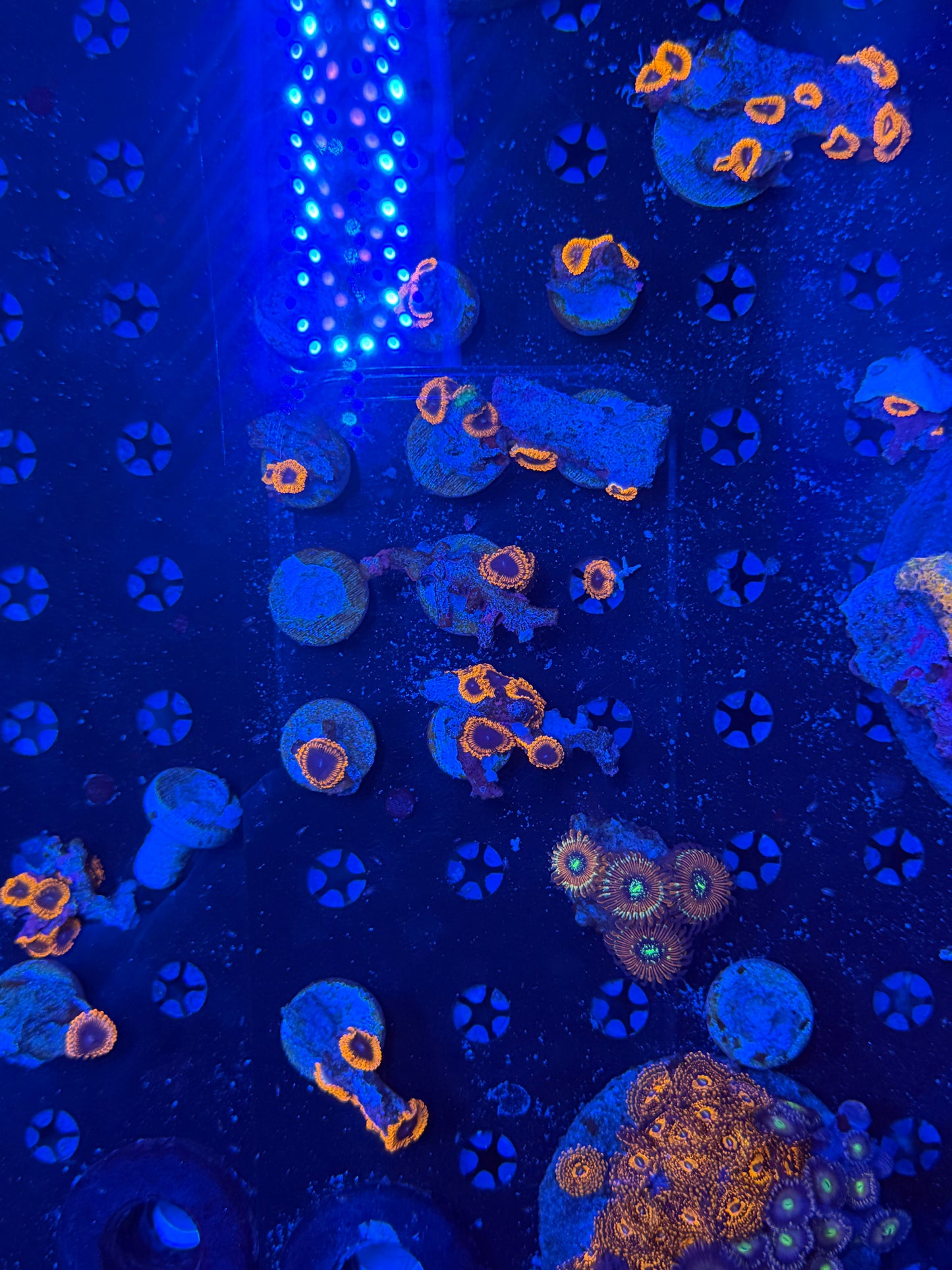 Random Zoa frags. Not WYSIWYG. Price per frag 4p+ each