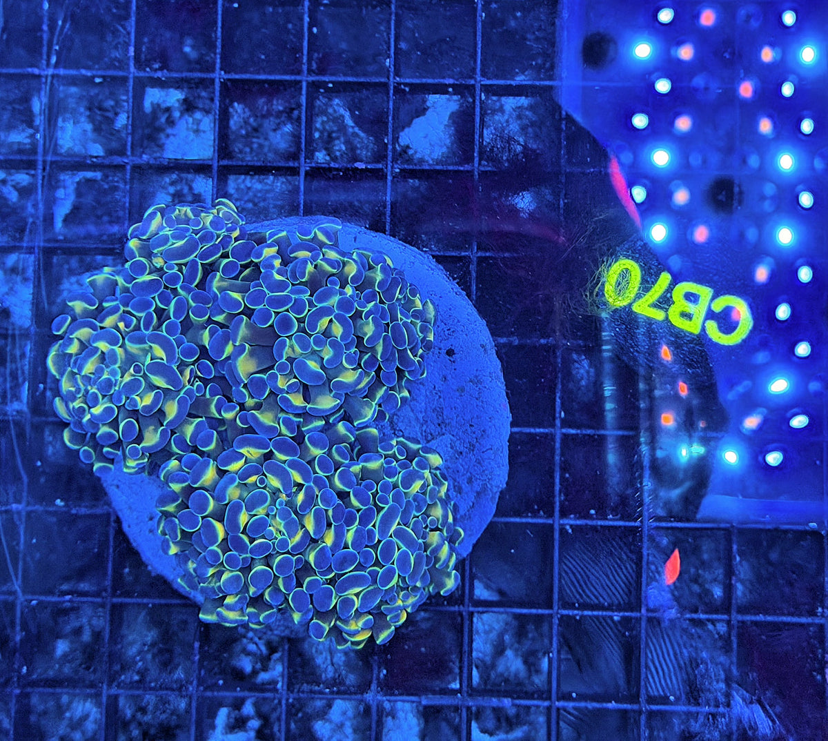 Rainbow hammer colony