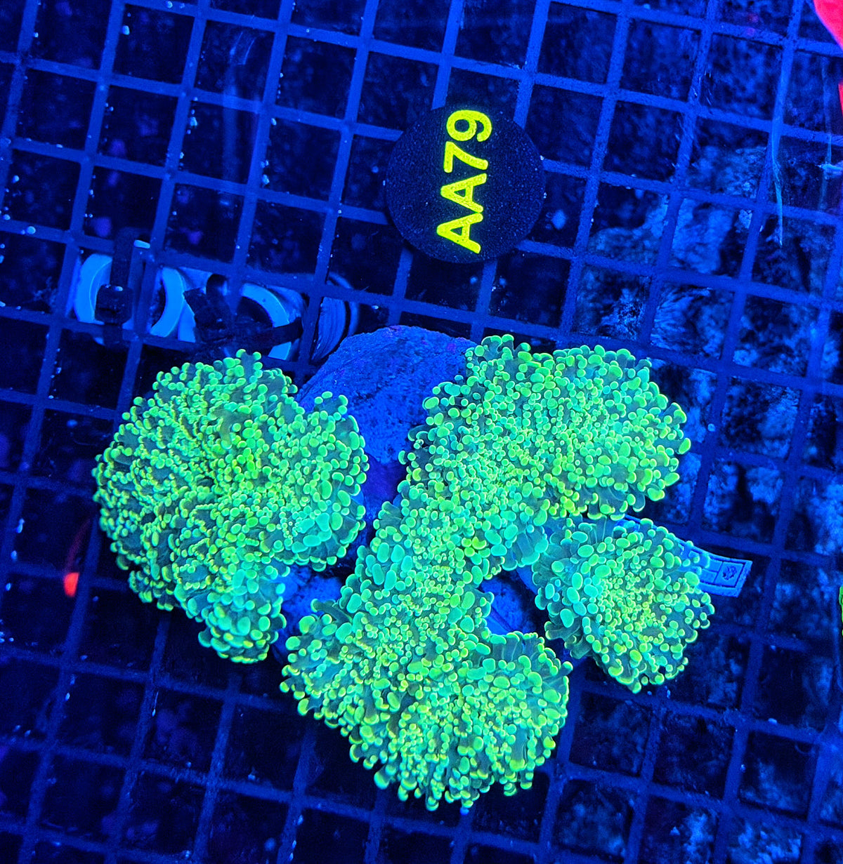 Fraggamer colony (frog x hammer)