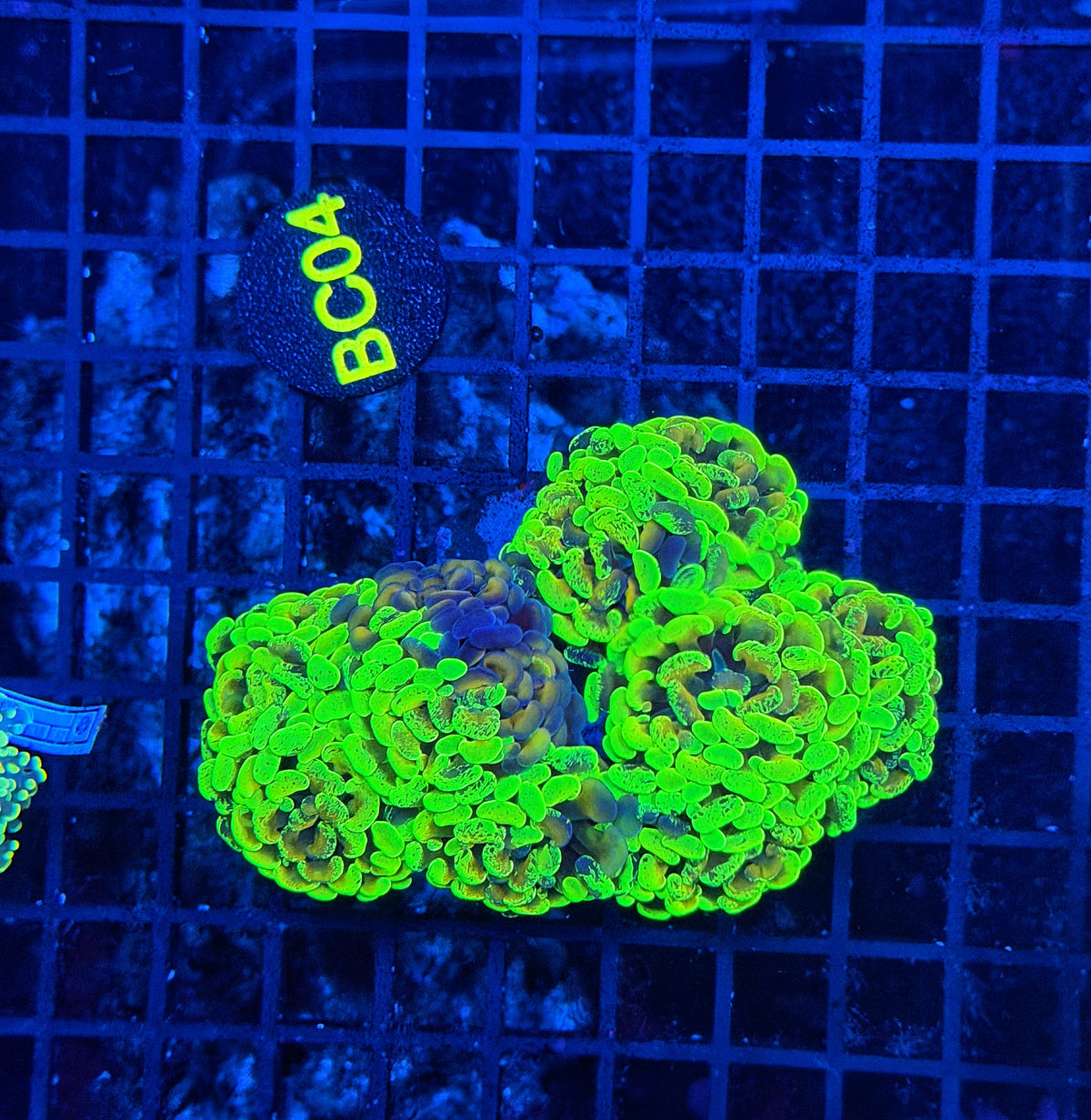 Rainbow splatter hammer colony
