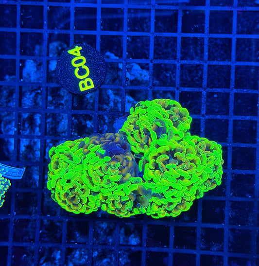 Rainbow splatter hammer colony