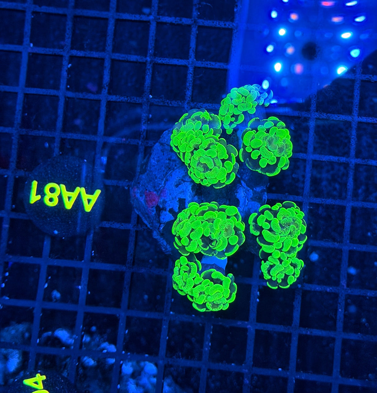 Rainbow splatter hammer colony
