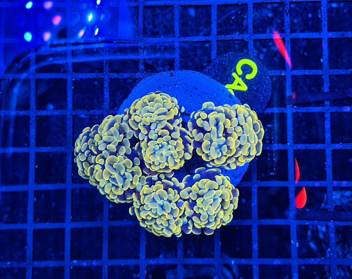 Rainbow hammer colony