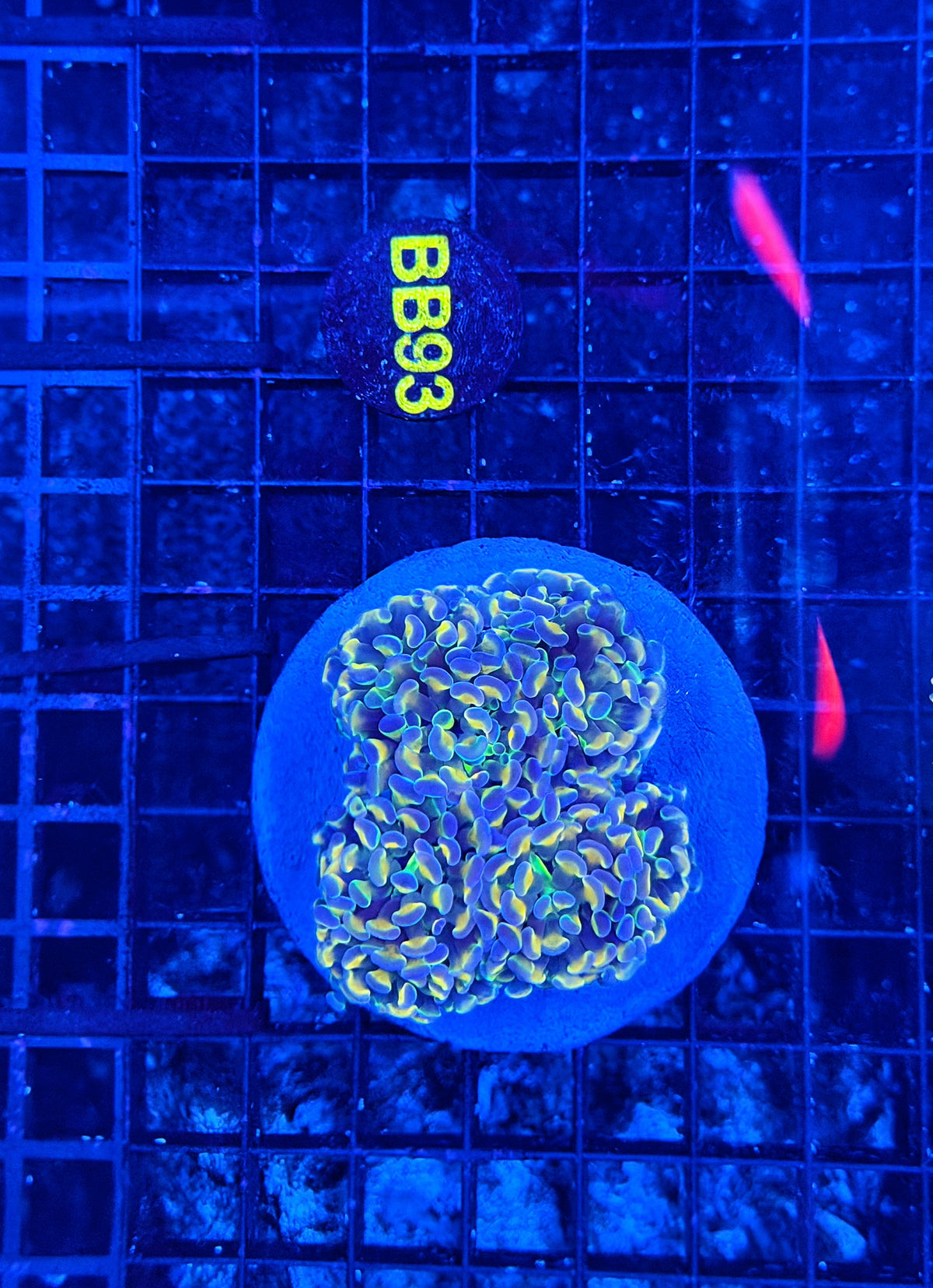 Rainbow hammer colony