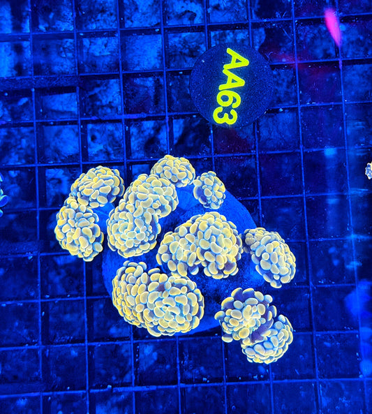 Rainbow hammer colony