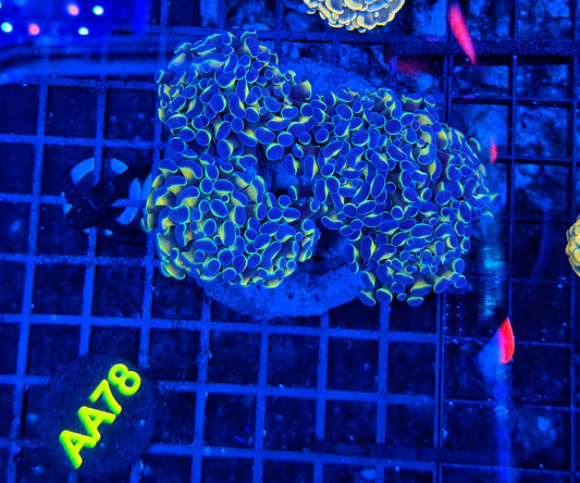 Rainbow hammer colony