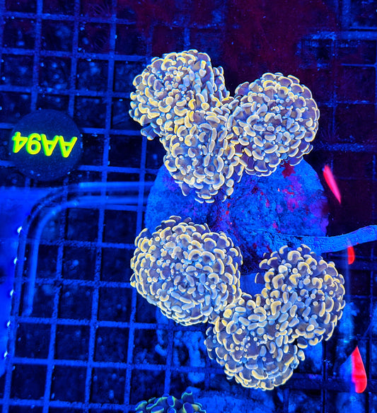 Rainbow hammer colony