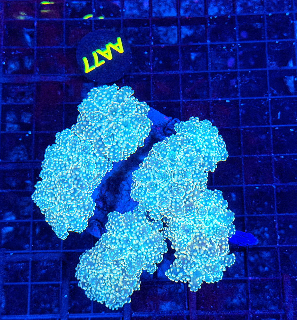 Frogspawn colony
