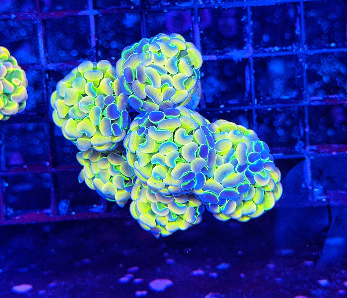 Rainbow hologram
