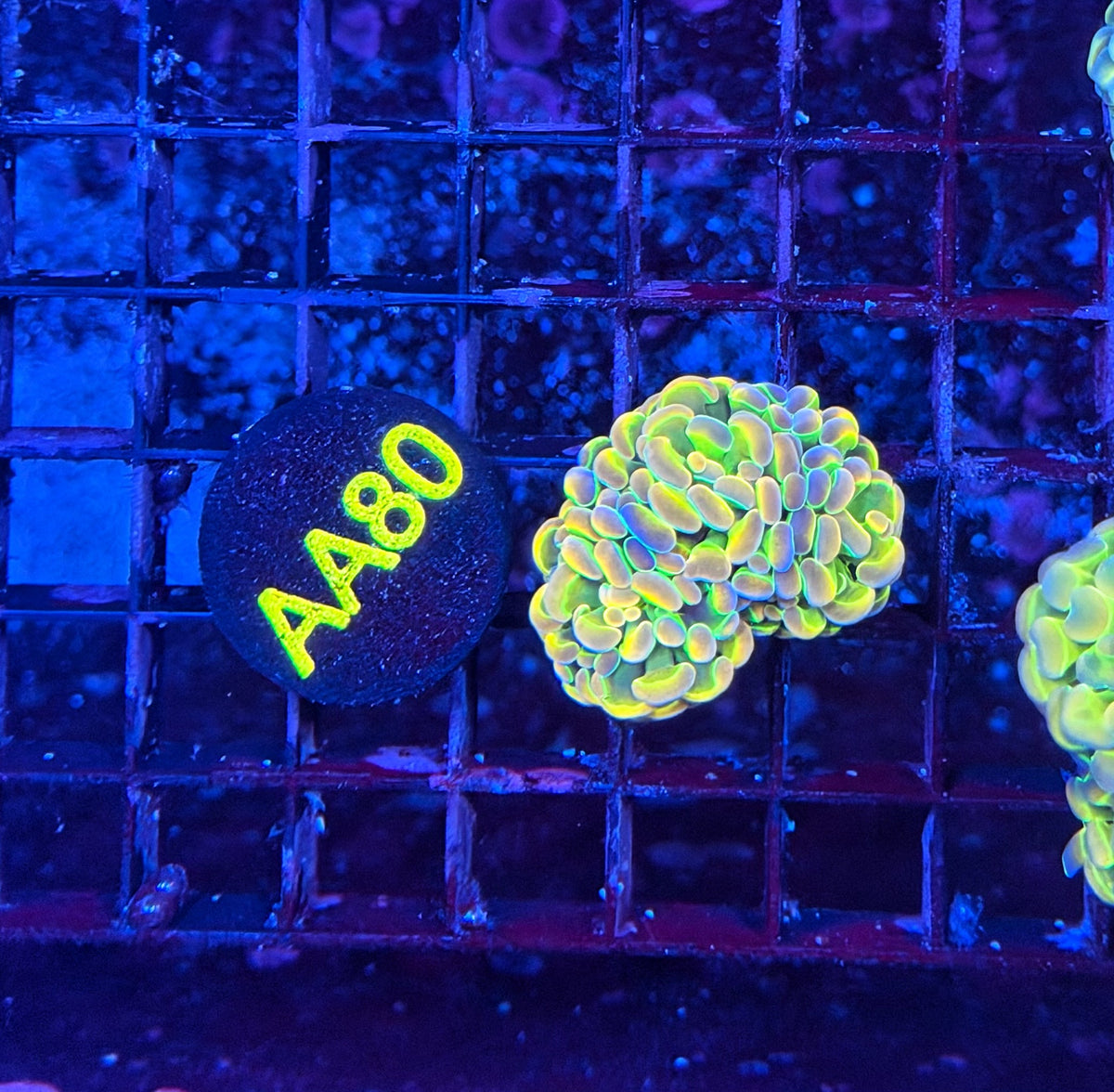 KDR rainbow hologram
