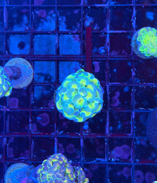 Rainbow hologram