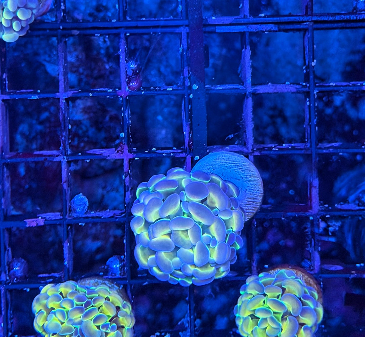 Rainbow hologram