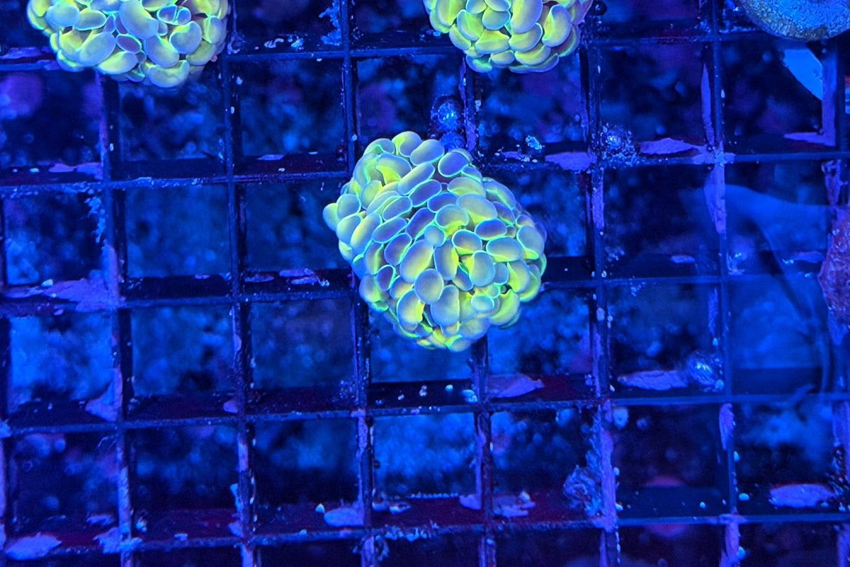 Rainbow hologram