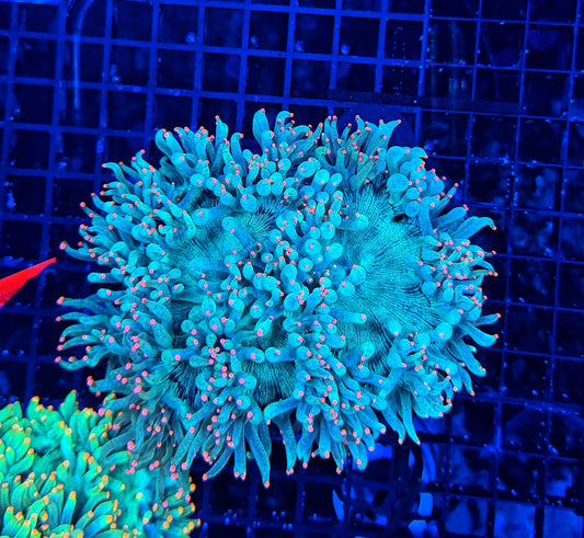 Neon tip elegance