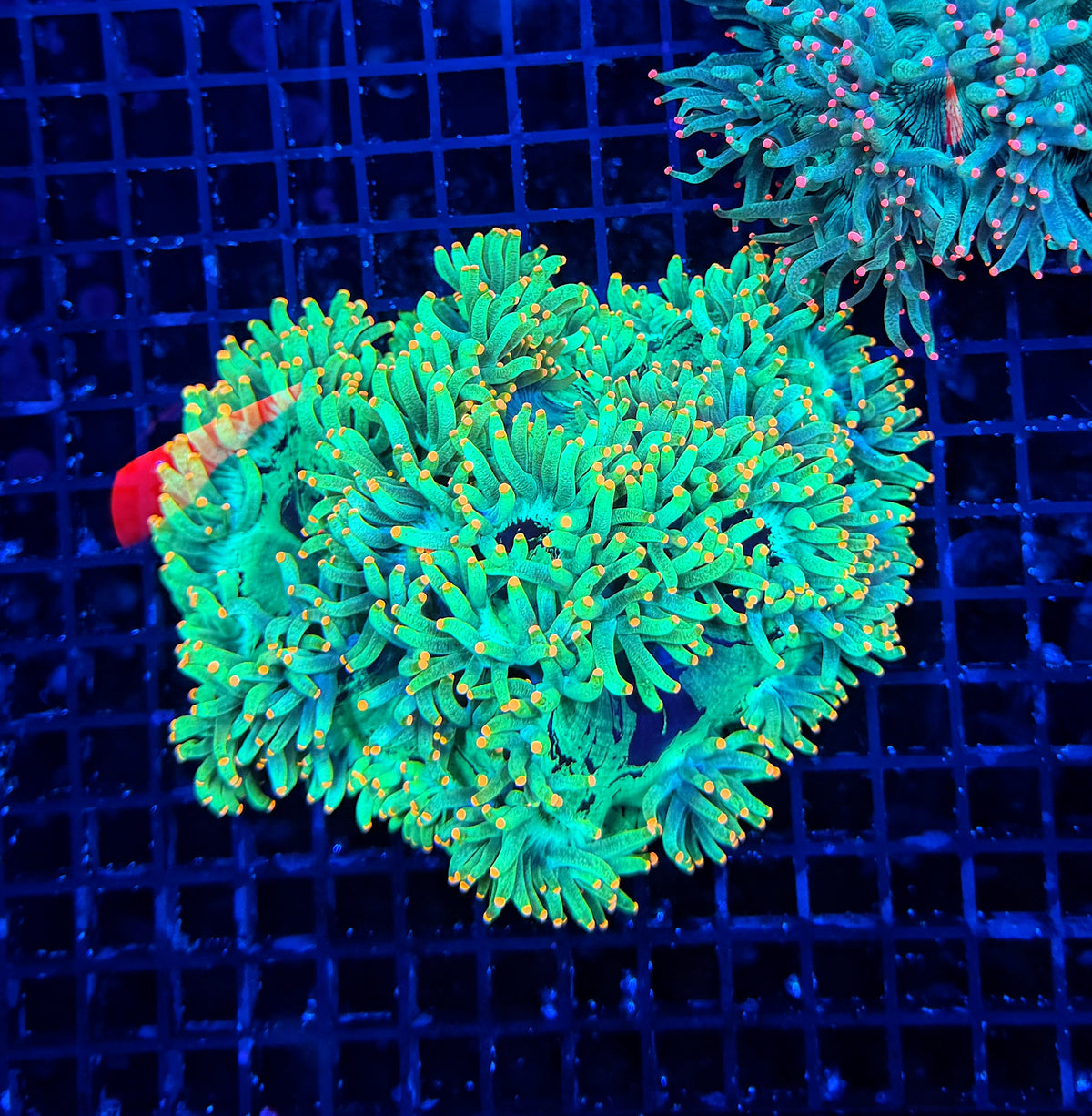 Neon tip elegance