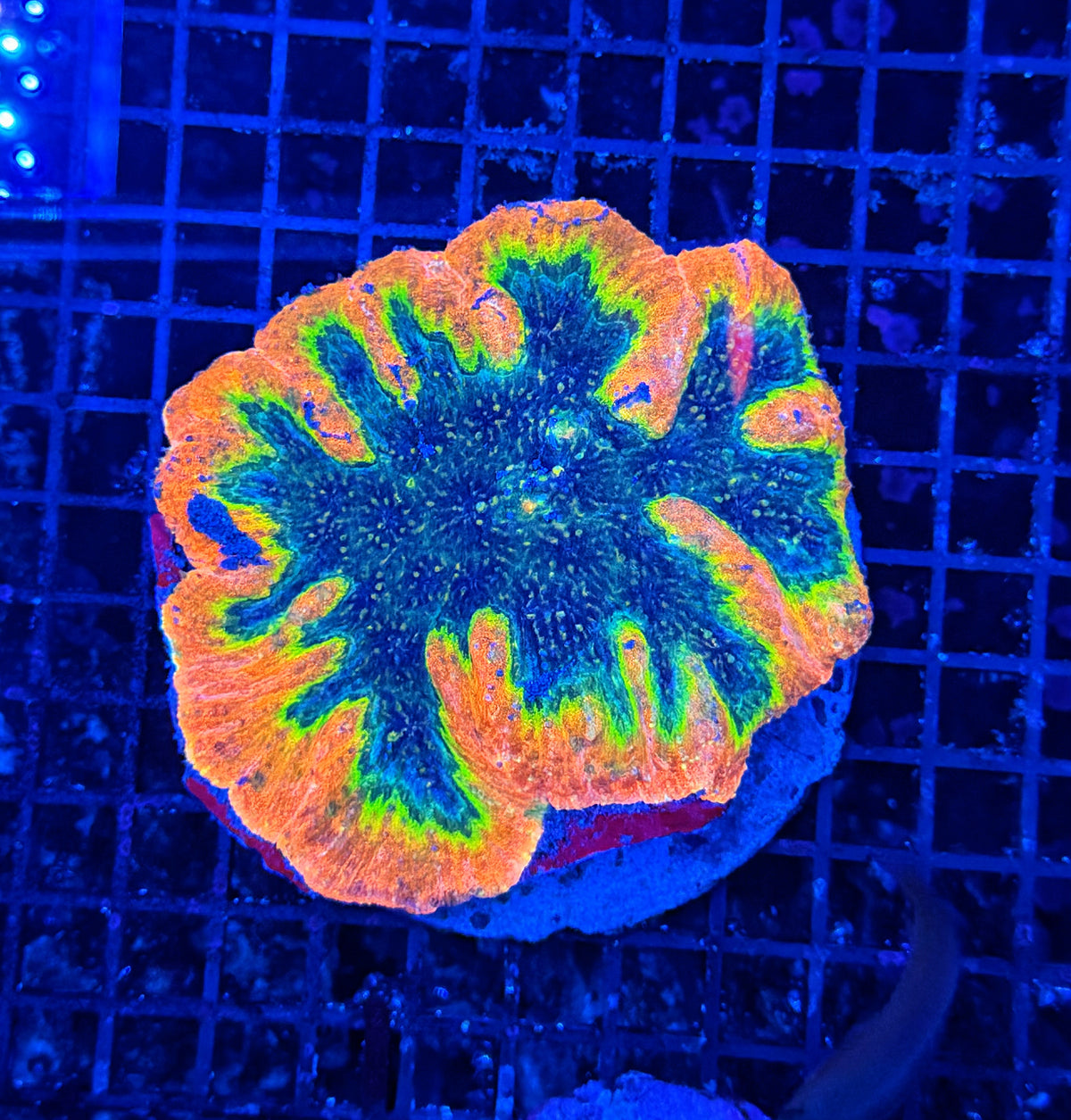 Rainbow lobo large