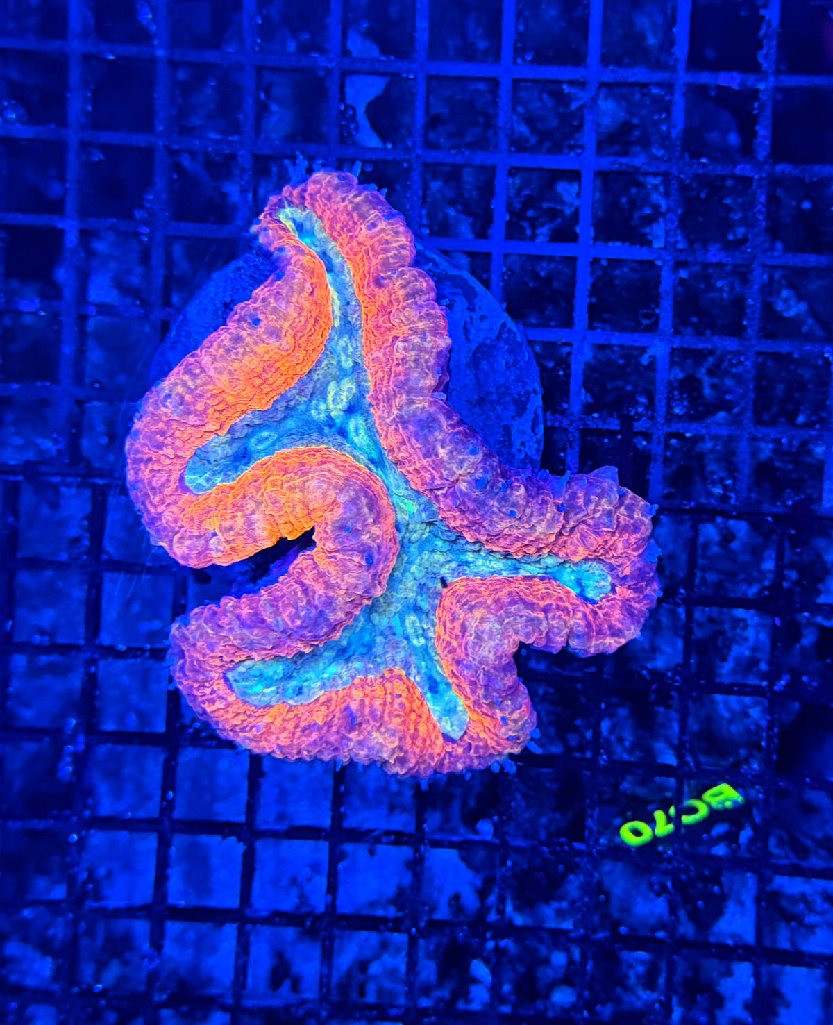 Rainbow lobo large