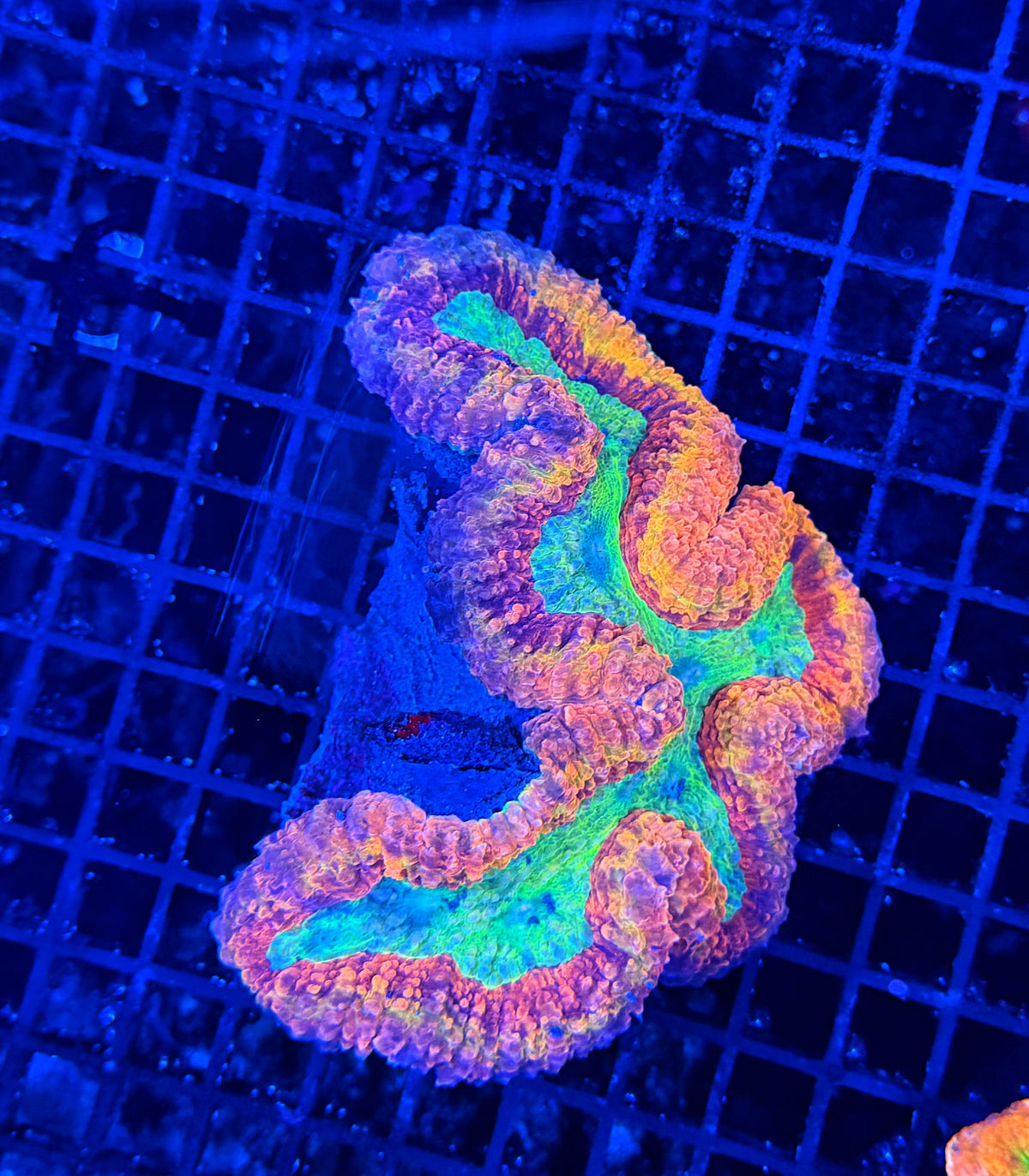 Rainbow lobo large